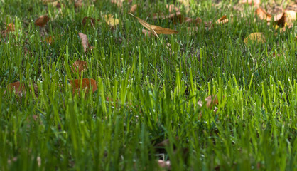 green grass in the garden