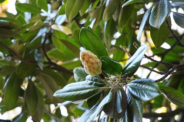View of Magnolia fruit on a tree with green leaves in Crimea. Garden, landscape design and flora...