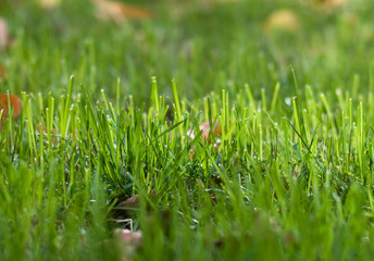 green grass with water drops