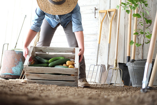 woman in vegetable garden holding wooden box with farm vegetables. Autumn harvest and healthy organic food concept
