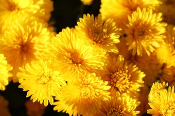 Beautiful decorative yellow Chrysanthemums, sometimes called mums or chrysanths, flowers in the autumn garden. Flora and flowers, Love and romance concept.