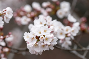 桜