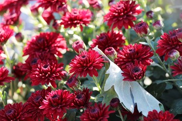 Beautiful decorative red Chrysanthemums, sometimes called mums or chrysanths, flowers in the autumn garden. Flora and flowers, Love and romance concept.