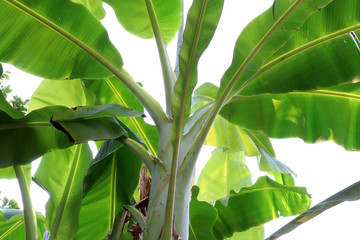 tropical banana leaf texture, large palm foliage natural in green background.
