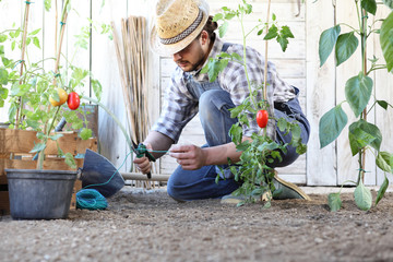 man working in the vegetable garden tie up the tomato plants, take care to make them grow and...