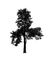 Pine tree silhouette black on white