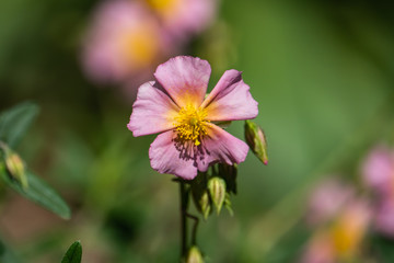 Rock Rose Flower in Bloom in Springtime