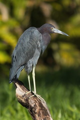 Little blue heron in Tortuguero NP in Costa Rica