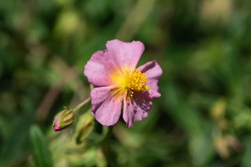 Fototapeta premium Rock Rose Flower in Bloom in Springtime