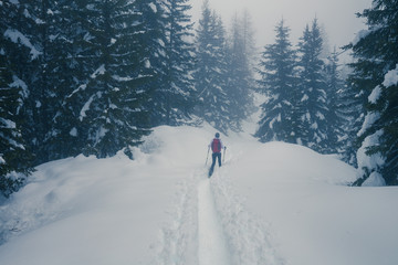 Valmalenco (IT) - Ciaspolata in neve fresca nella pineta 