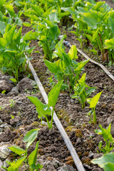 Little calla flowers in the green house. Gardening and flower concept production.