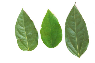 Fototapeta premium Tiliacora triandra Fresh Bamboo grass or Bai Ya Nang Leaves (Colebr.) Diels) concept Herbal and Vegetable extracts are medications for treating diabet isolated on white background.