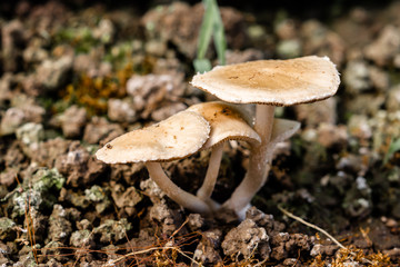 Small mushrooms in closeup macro image.