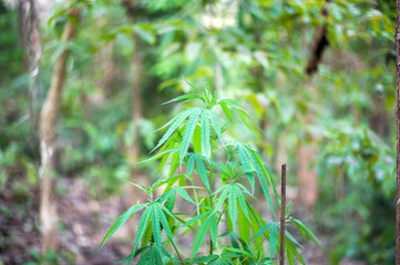 Cannabis cannabis planted in the forest