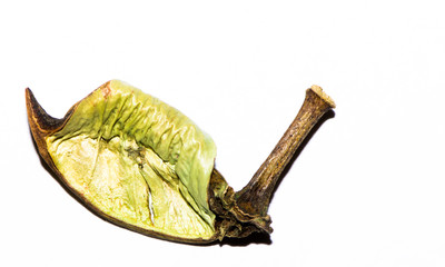 green leaf on a white