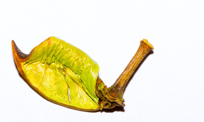 green leaf on a white