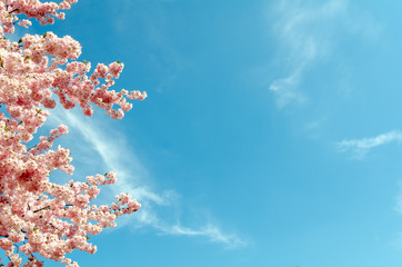 cherry blossom tree in springtime with blue sky