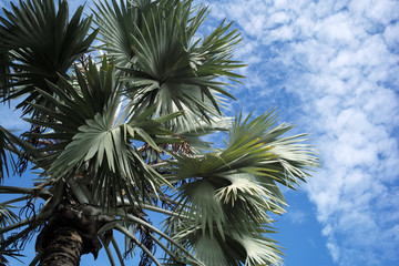 Fototapeta premium Palm tree with blue sky background