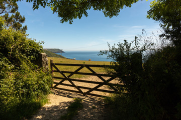 Weide an den hohen Klippen im Süden Cornwalls mit einem Schafen auf der Wiese