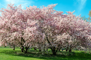 Fototapeta premium cherry blossom tree in springtime with blue sky