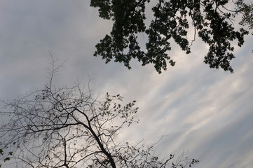 natural,landscape,environment,park,season,autumn,birch,blue,boscage,boskage,branch,bright,circle,colors,contrasty,coppice,copse,day,eternal frost,fall,field,flora,forest,green,grove,herb,leaves,less,l