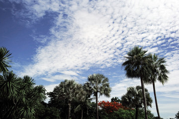 Fototapeta na wymiar Palm trees with blue sky background