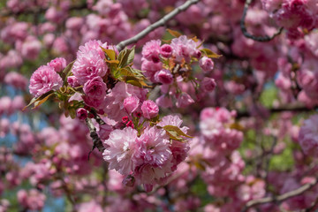 Decorative Cherry Tree Spring Blossom