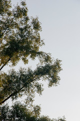 natural,landscape,environment,park,season,autumn,birch,blue,boscage,boskage,branch,bright,circle,colors,contrasty,coppice,copse,day,eternal frost,fall,field,flora,forest,green,grove,herb,leaves,less,l