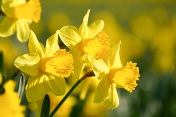 Gelbe Narzisse im Frühling