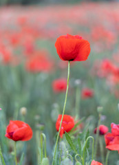 Obraz premium poppy field of red poppies