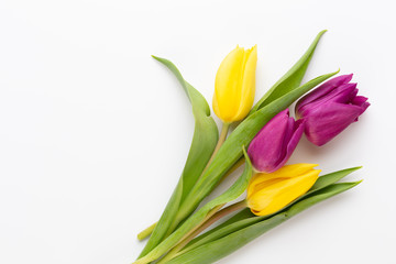 Spring Pink tulips on white background.