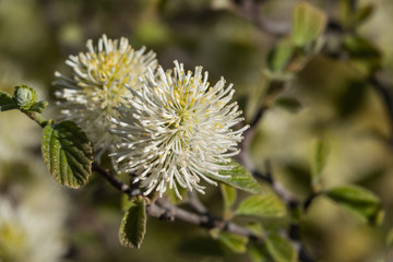 Witch Alder Flowers in Bloom in Springtime