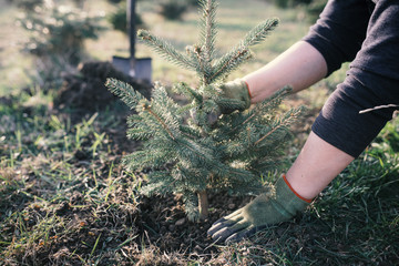 Worker plant a young tree in the garden. Small plantation for a christmas tree. Picea pungens and Abies nordmanniana. Spruce and fir. - 260064071