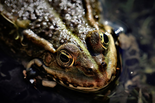 Frogger