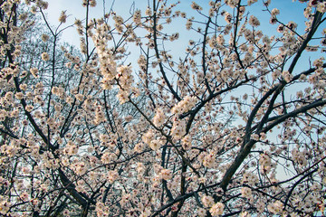 Абрикос цветёт