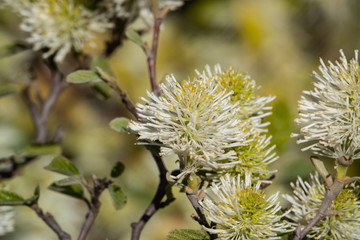 Witch Alder Flowers in Bloom in Springtime