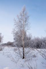 Russian winter Birch in snow