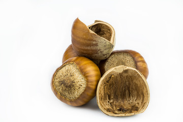 Hazelnut fruit isolated on a white background.
