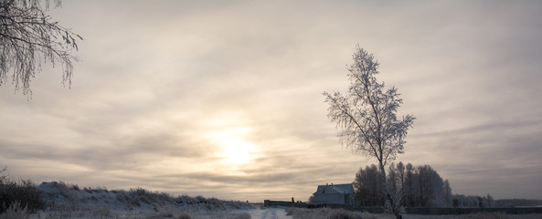 Russian winter Birch in snow