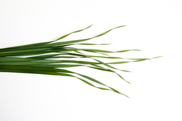 green oat grass leaves on horizontal white background