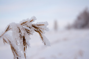 Christmas background with frosty pine tree with stars.