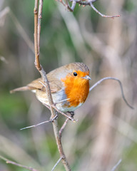 Close up Shot of a European Robin