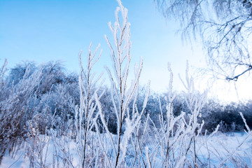 Christmas background with frosty pine tree with stars.