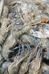 Fresh shrimp for cooking at street food