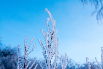 Christmas background with frosty pine tree with stars.