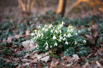 Spring flower snowdrop is the first flower in the end of winter and the beginning of spring.