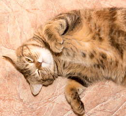 A ginger kitten lying in his soft cozy bed on a white carpet, soft focus, isolated photo.