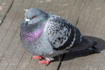 Iridescent Common Pigeon