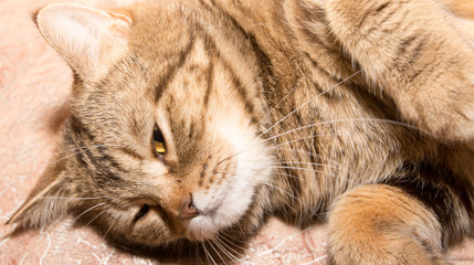 A ginger kitten lying in his soft cozy bed on a white carpet, soft focus, isolated photo.