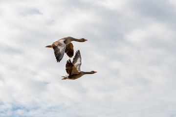 Pair of Greylag Geese in Flight
